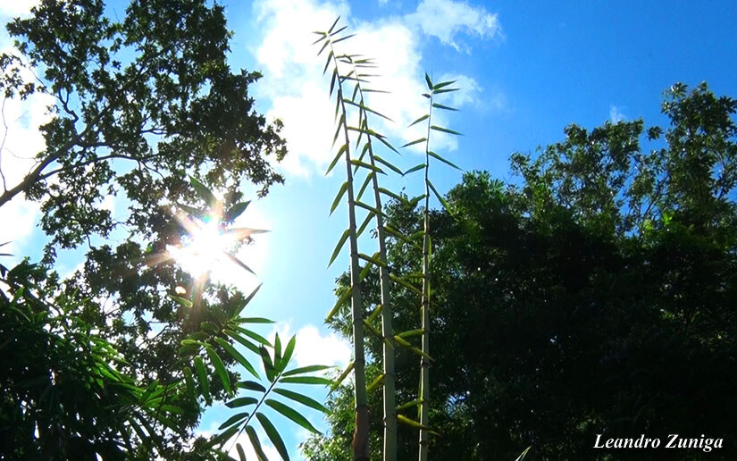 BAMBU2